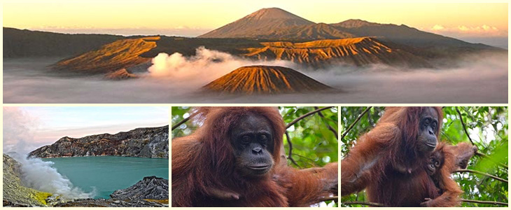 Java und Orangutan Reise